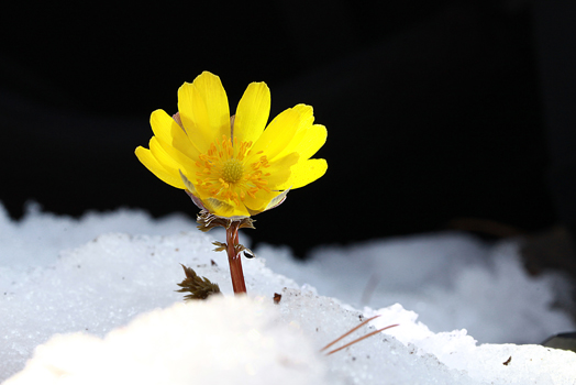 어린 연잎의 사랑 표현