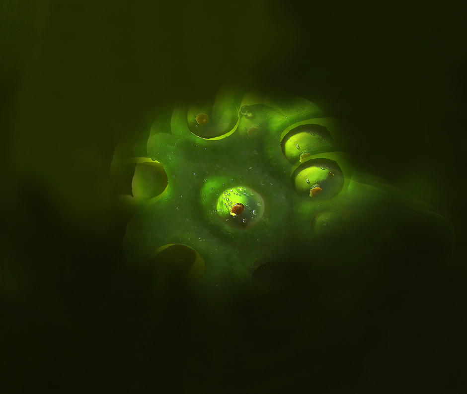 90도로 절하는 강인한 소나무