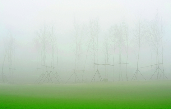 자작나무의 유혹: 초록 색 잔디와 안개속에 아련하게 드러나는 자작나무가 있는 봄 풍경