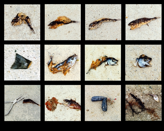 인간과 환경:  개념없고 무분별한 인간의 자연 생태 파괴에 대한 경고