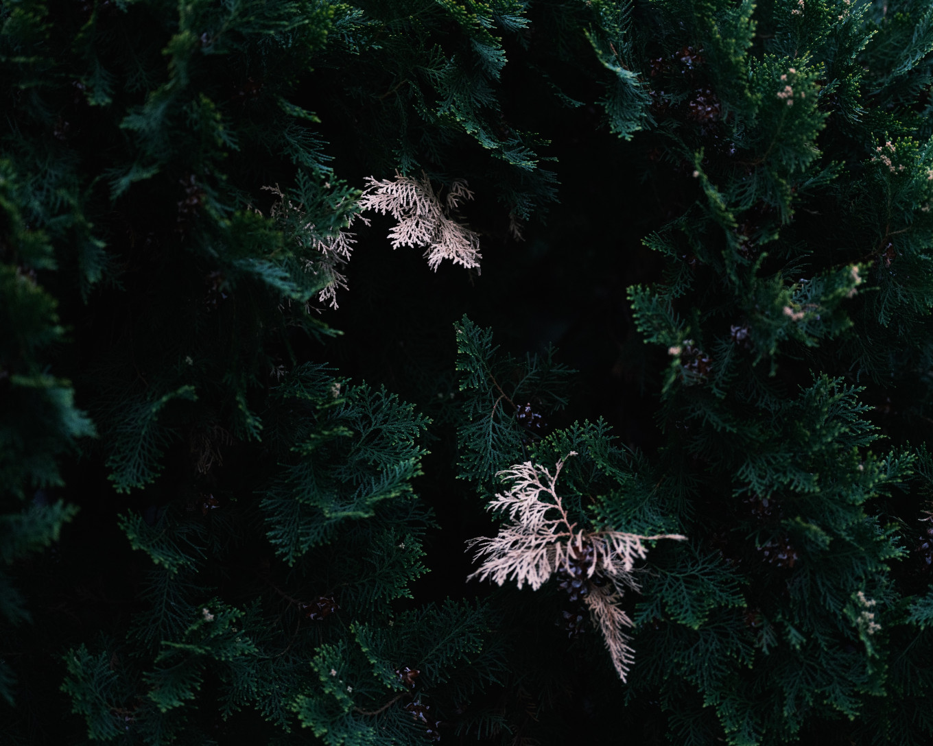 2026,[SPROUT], Untitled