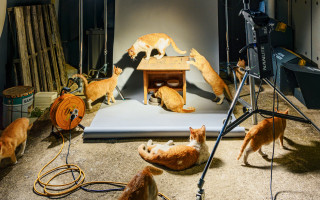 Suseong-gu 1st Cat Feeding Station / 대구 수성구 1호 고양이 급식소를 배경으로 인간의 흔적과 길고양이가 공존하는 공간을 기록한 사진 프로젝트입니다.